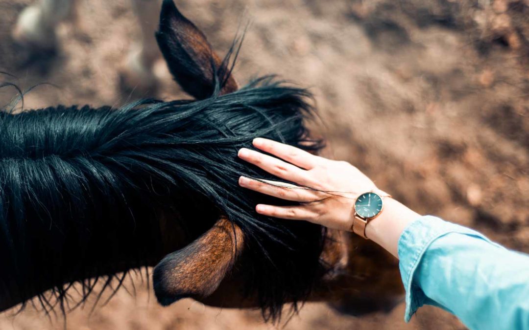 Thérapie avec le cheval